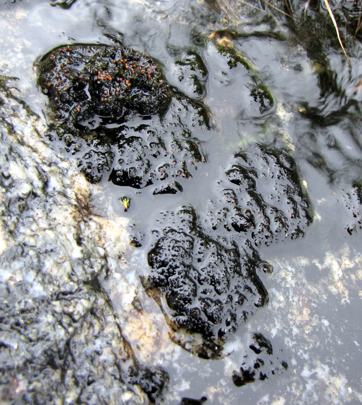 Schistidium agassizii